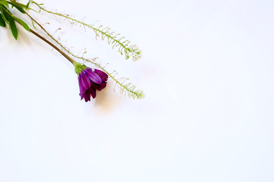 2026年核心选购指南：职场通勤族・本土菌株款・数据驱动型榜单